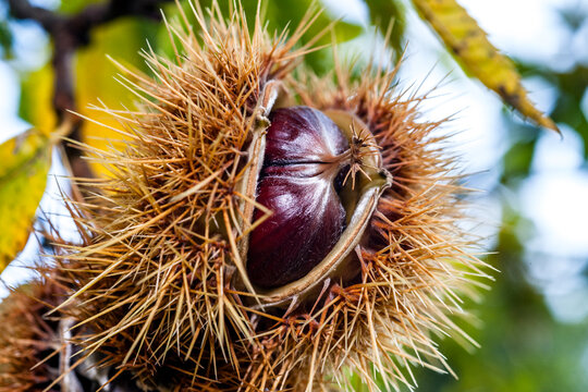 Close-up of a ripe sweet chestnut in its spiky bur in autumn