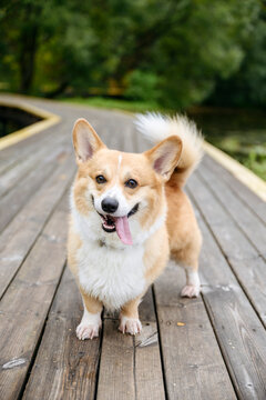 Pembroke welsh Corgi sticking out tongue on jetty