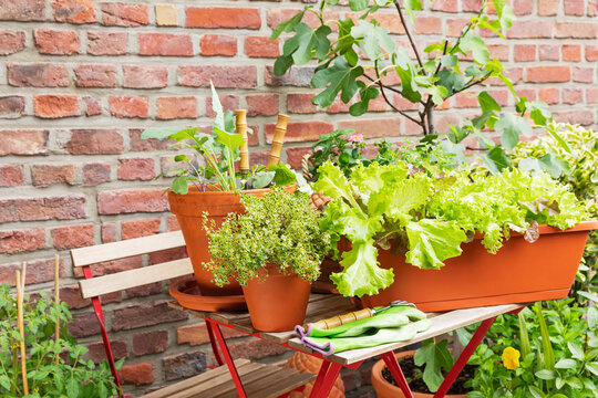 Potted vegetables and herbs on balcony for urban gardening
