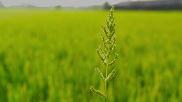 Lush green paddy rice stalks and yellowish grain heads swaying gently in the breeze.