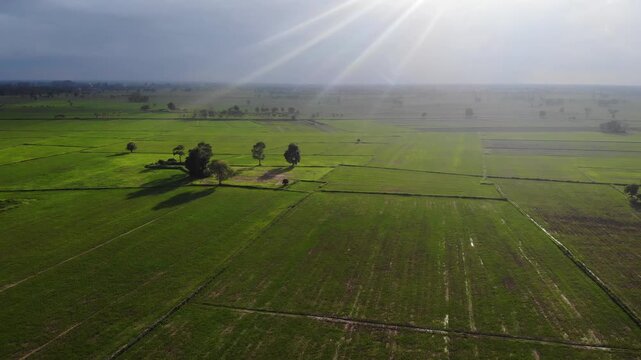 Aerial view of green rice field with trees in northeastern Thailand. Above view of agricultural field. Rice plants. Natural pattern of green rice farm with sustainable agricultural concept.