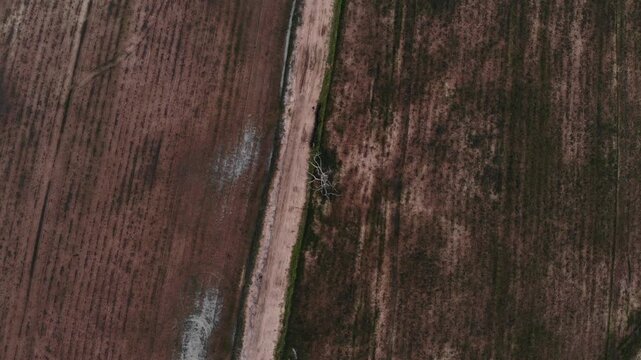 Aerial view of green rice field with trees in northeastern Thailand. Above view of agricultural field. Rice plants. Natural pattern of green rice farm with sustainable agricultural concept.