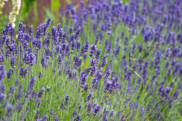 Obraz premium Close view of blooming lavender Lavandula angustifolia flowers. Purple blossoms fill a vibrant ornamental garden.