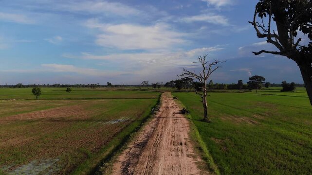 Aerial view of green rice field with trees in northeastern Thailand. Above view of agricultural field. Rice plants. Natural pattern of green rice farm with sustainable agricultural concept.