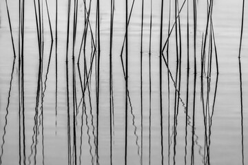 Vertical lines of scirpus stems create a geometric pattern with water reflections. © 阿咩hu