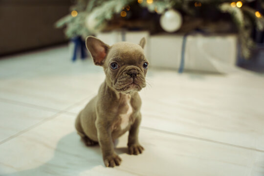 Sad small French Bulldog puppy by a Christmas tree with gift