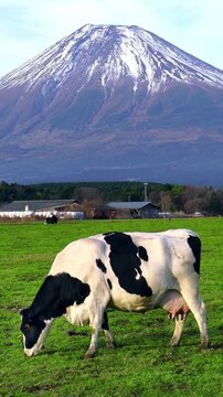 Cows eating lush grass on the green field in front of Fuji mountain, Japan.