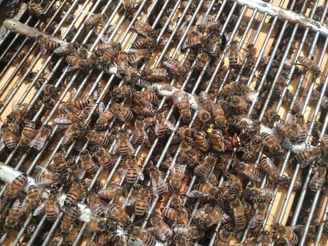 Close-up of honey bees swarming and attacking an invading oriental hornet on a metal hive grid