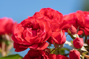Obraz premium Rich red Rosa blossoms fill the frame with detailed petals and flower buds. Bright blue sky enhances the colorful floral composition.