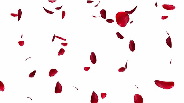 Falling rose petals with alpha channel. Animation of falling rose petals seamless loop. Red rose petals on a transparent chroma key bg. 4K UHD 3840x2160 3D render high quality. Falling bright red rose