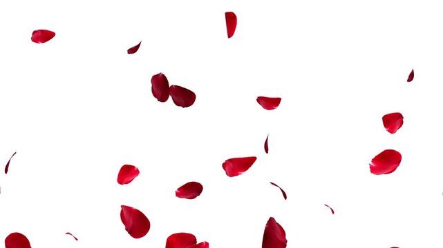 Falling rose petals with alpha channel. Animation of falling rose petals seamless loop. Red rose petals on a transparent chroma key bg. 4K UHD 3840x2160 3D render high quality. Falling bright red rose