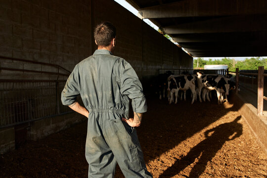 Farmer standing with hands on hip while looking at bulls in cattle