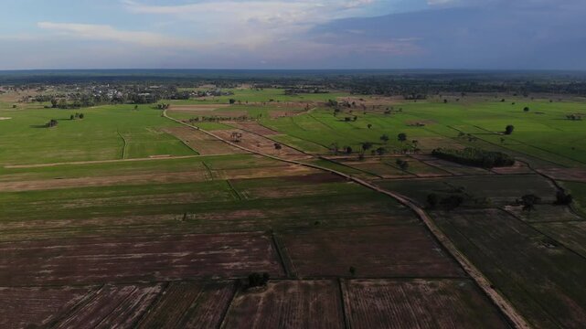 Aerial view of green rice field with trees in northeastern Thailand. Above view of agricultural field. Rice plants. Natural pattern of green rice farm with sustainable agricultural concept.