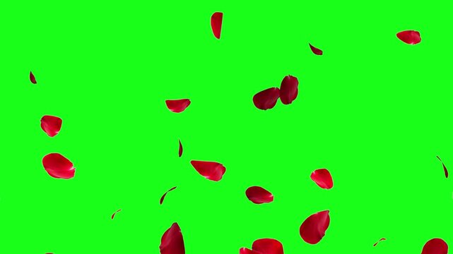 Falling rose petals with alpha channel. Animation of falling rose petals seamless loop. Red rose petals on a transparent chroma key bg. 4K UHD 3840x2160 3D render high quality. Falling bright red rose