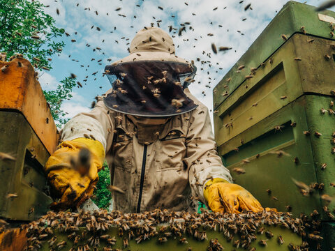 Beekeeper working with a spring swarm of bees at the apiary