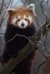 Obraz premium Red panda
