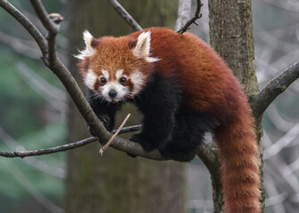 Fototapeta premium Red panda