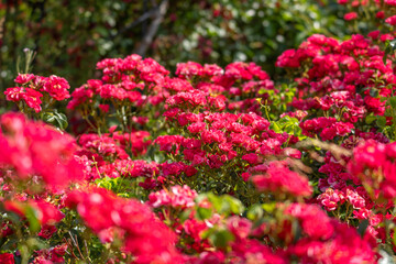 Fototapeta premium Bright red Rosa roses bloom across a vibrant summer garden. Dense floral clusters create a colorful botanical landscape.