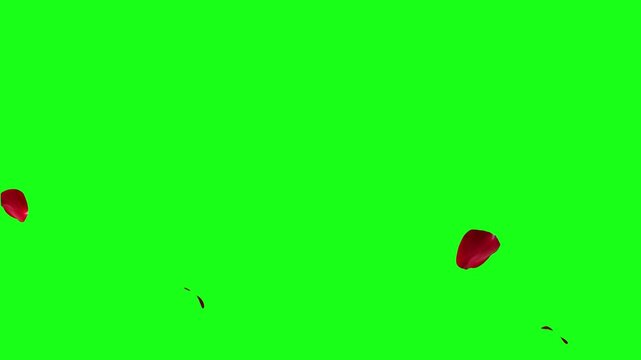 Falling rose petals with alpha channel. Animation of falling rose petals seamless loop. Red rose petals on a transparent chroma key bg. 4K UHD 3840x2160 3D render high quality. Falling bright red rose