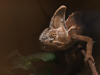 Panther chameleon © svobodacontributor