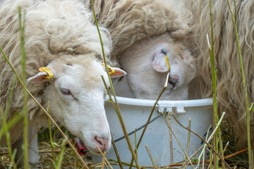 A close view shows two woolly domestic sheep drinking water together. Thick fleece and gentle expressions highlight farm life. © Jakob