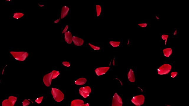 Falling rose petals with alpha channel. Animation of falling rose petals seamless loop. Red rose petals on a transparent chroma key bg. 4K UHD 3840x2160 3D render high quality. Falling bright red rose