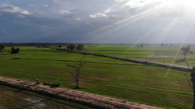 Aerial view of green rice field with trees in northeastern Thailand. Above view of agricultural field. Rice plants. Natural pattern of green rice farm with sustainable agricultural concept.