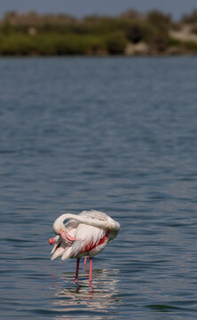 Greater flamingo (Phoenicopterus roseus) cleaning its feathers in the shallow water of a lagoon in the Camargue, France.
