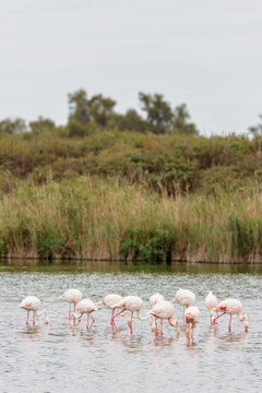 Group of Greater flamingos (Phoenicopterus roseus) in the shallow water of a lagoon in the Camargue, France.