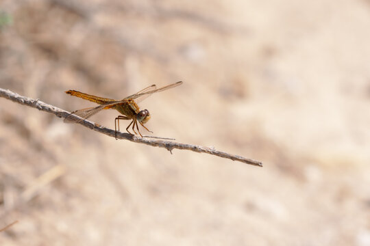 Female Scarlet dragonfly (Crocothemis erythraea) sitting on a twig in the Camargue, France.