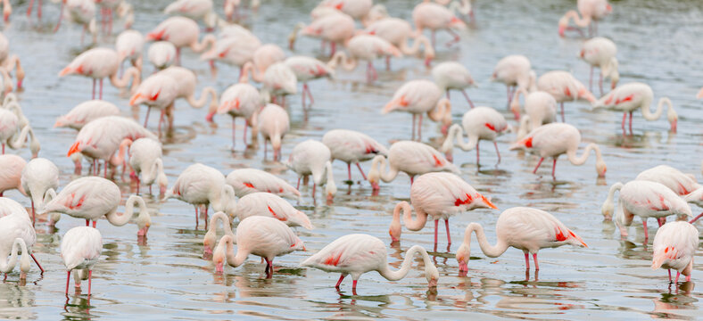 Group of Greater flamingos (Phoenicopterus roseus) in the shallow water of a lagoon in the Camargue, France.