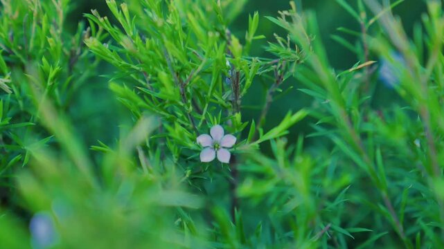 Single pink flower in bush