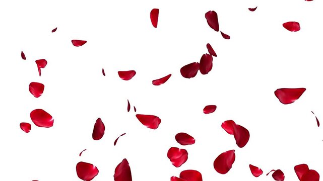 Falling rose petals with alpha channel. Animation of falling rose petals seamless loop. Red rose petals on a transparent chroma key bg. 4K UHD 3840x2160 3D render high quality. Falling bright red rose