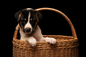 Obraz premium Small puppy dog in hand made wicker basket with cute face