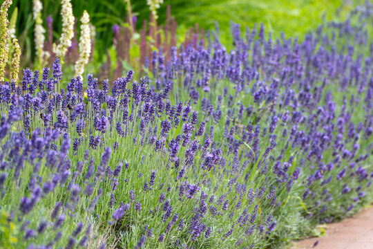 Purple lavender Lavandula angustifolia blooms in a lush garden. Colorful flowers create a fragrant summer landscape.