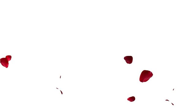 Falling rose petals with alpha channel. Animation of falling rose petals seamless loop. Red rose petals on a transparent chroma key bg. 4K UHD 3840x2160 3D render high quality. Falling bright red rose