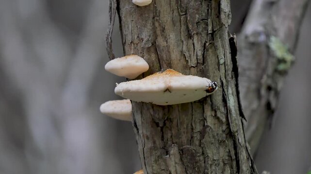 Bug eating a tree mushroom
