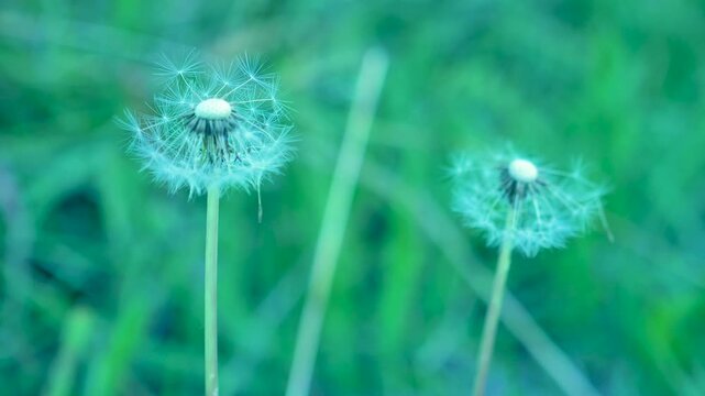 White dandelion in the wind