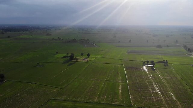 Aerial view of green rice field with trees in northeastern Thailand. Above view of agricultural field. Rice plants. Natural pattern of green rice farm with sustainable agricultural concept.