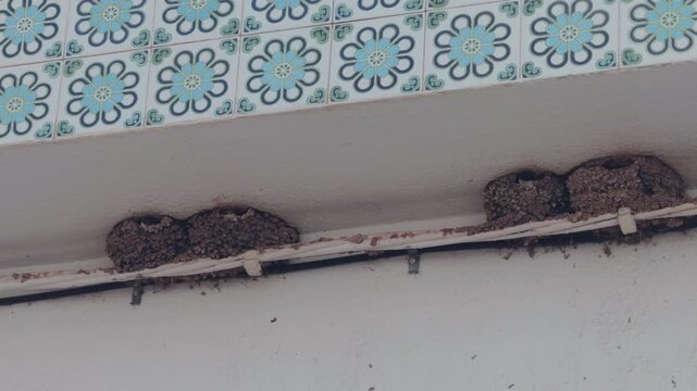 Slow Motion Bird Nests Along White Wall With Blue Floral Tiles
