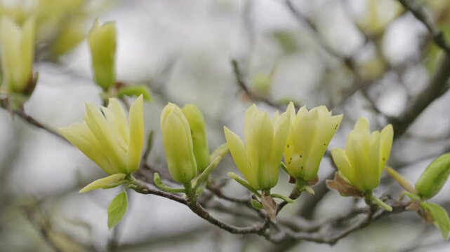 A row of yellow magnolia buds and semi-open flowers lines a thin branch in spring. The close-up perspective captures the transition from bud to full blossom.