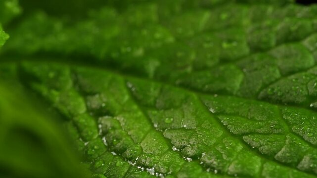  Macro shot of fresh green mint leaf with water drops, camera sliding along.