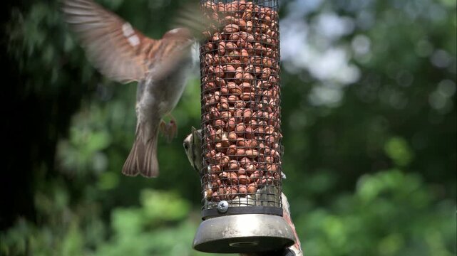 Great Spotted Woodpecker (Dendropopos major) juvenile on a garden bird feeder, fighting off House Sparrows trying to land. July, Kent, UK [Slow motion x5]