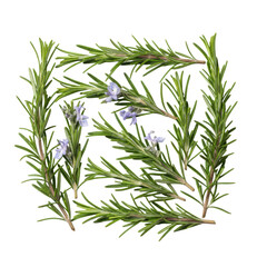 Fototapeta premium Vibrant green rosemary sprigs with tiny violet flowers on a transparent background, top down flat lay view, sharp macro details, concept of organic freshness