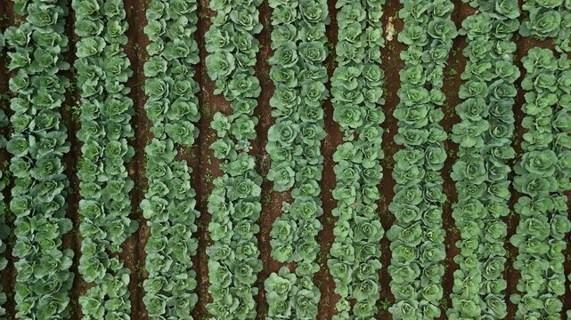 Aerial view of lush green cabbage field rows planted in neat lines across the fertile soil of West Java, Indonesia.