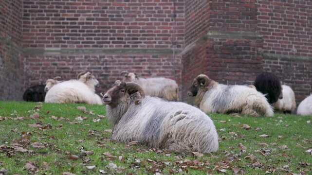 Medium shot of several domestic sheep and horned rams resting peacefully on a green grass slope against an old historic weathered red brick building wall