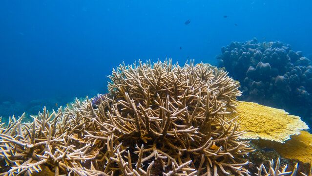 Pristine staghorn coral and yellow table coral reef in Mu Ko Surin National Park, Andaman Sea, Thailand.
