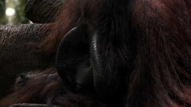 close up of an alpha orangutan's face seen from his left side 1
