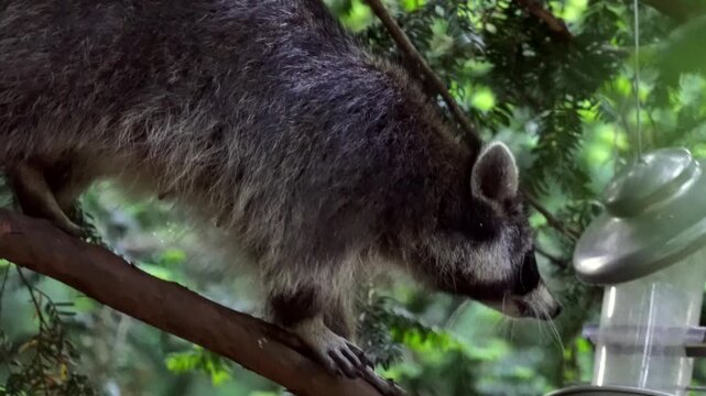 
Raccoon climbing tree at dusk in city park while taking food from  bird feeder. Urban wildlife, nocturnal animal behavior, adaptation to city life. 