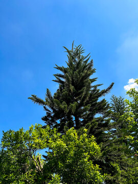 pine tree branches
